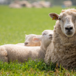 Lambing Season Preparation