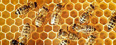 Beekeeping-Supplies