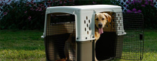Dog Crates & Barriers